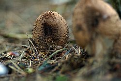 Lepiota aspera-a.jpg