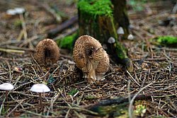 Lepiota aspera.jpg