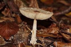 Lepiota clypeolaria-a.jpg