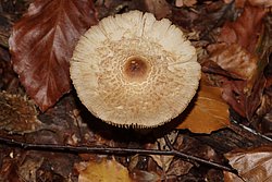 Lepiota clypeolaria.jpg
