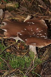 Lepista Nuda-a.jpg