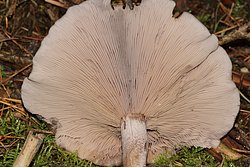 Lepista Nuda-b.jpg