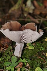 Lepista Nuda1-a.JPG