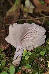 Lepista Nuda1-b.JPG
