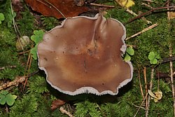 Lepista Nuda1.JPG