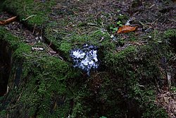 Lohbluete Fuligo septica-a.jpg