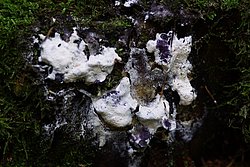 Lohbluete Fuligo septica-b.jpg