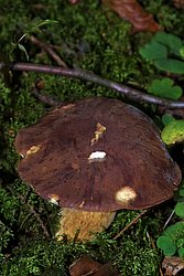 Maronenroehrling-a.jpg