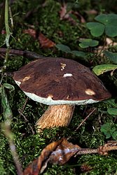 Maronenroehrling-b.jpg