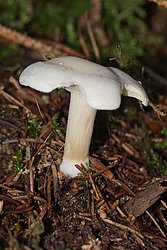 Mehlraesling-1-a.jpg