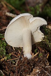 Mehlraesling-1-b.jpg