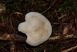 Mehlraesling-1.jpg