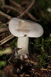Mehlraesling-a.jpg