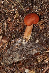 Milchling Lactarius sp.-a.jpg
