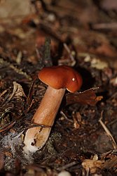 Milchling Lactarius sp..jpg