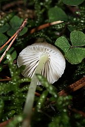Mycena epipterygia-1-a.jpg