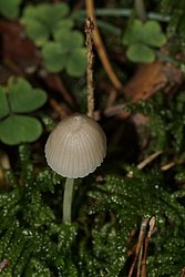 Mycena epipterygia-1.JPG