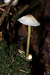 Mycena epipterygia-a.jpg
