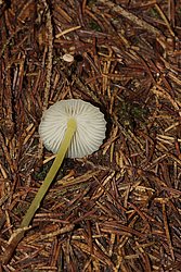 Mycena epipterygia-b.jpg