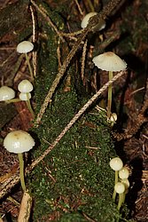 Mycena epipterygia.jpg
