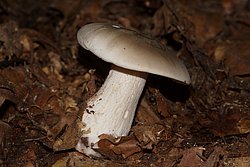 Nebelgrauer Trichterling Clitocybe nebularis-a.jpg