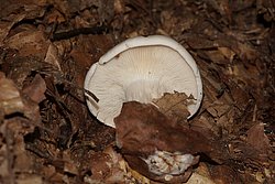 Nebelgrauer Trichterling Clitocybe nebularis-b.jpg