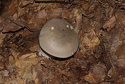 Nebelgrauer Trichterling Clitocybe nebularis.jpg