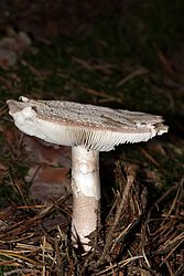 Perlpilz Amanita rubescens-a.jpg