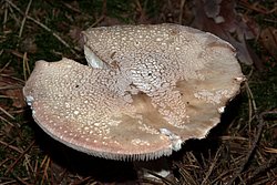 Perlpilz Amanita rubescens.jpg