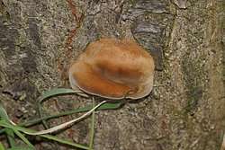 Pflaumen-Feuerschwamm Phellinus tuberculosus-a.JPG