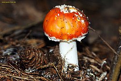 Pilz-001.jpg
