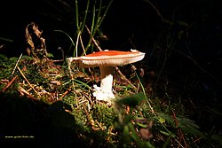 Pilz-003.jpg
