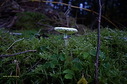Pilz-004.jpg
