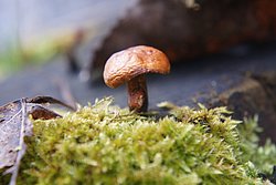 Pilz-005.JPG