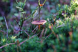 Pilz-006.jpg