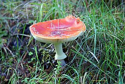 Pilz-007.jpg