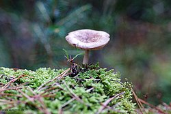 Pilz-008.jpg