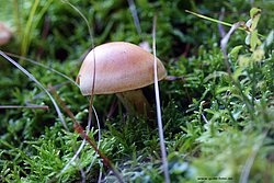 Pilz-009.jpg