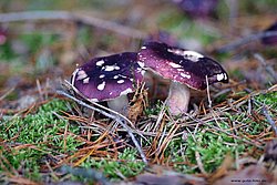 Pilz-010.jpg