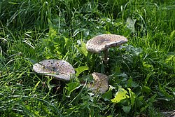 Pilz-011.jpg