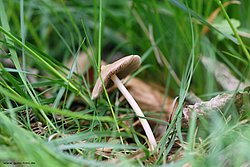 Pilz-012.jpg