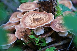 Pilz-014.jpg