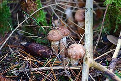 Pilz-015.jpg