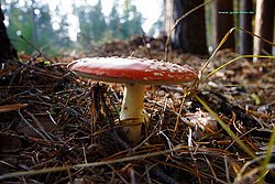 Pilz-016.jpg