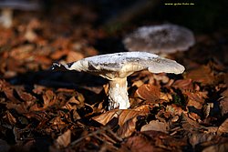 Pilz-017.jpg