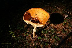 Pilz-018.jpg
