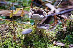 Pilz-019.jpg
