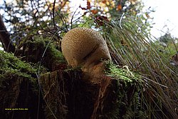 Pilz-020.jpg