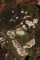 Pilz-021-a.jpg