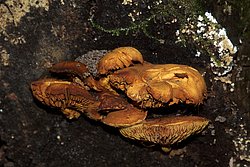 Pilz-022-a.jpg